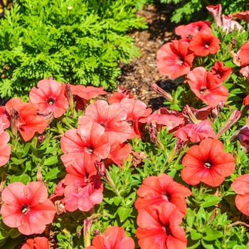 Petunia 'Bingo Perfectunia® Orange' (070979)