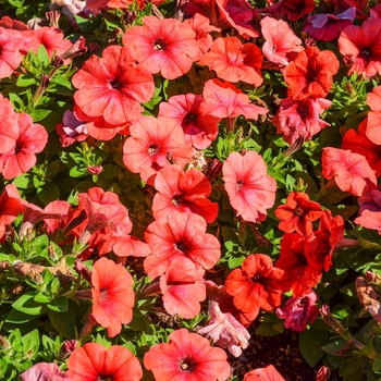 Petunia 'Bingo Perfectunia® Orange' (070980)