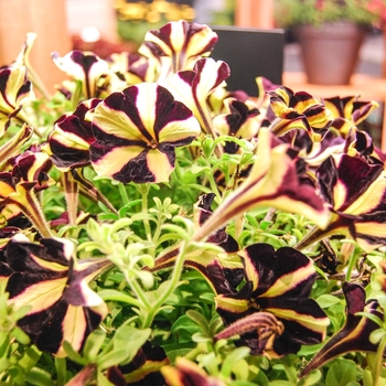 Petunia 'Phantom' (070982)