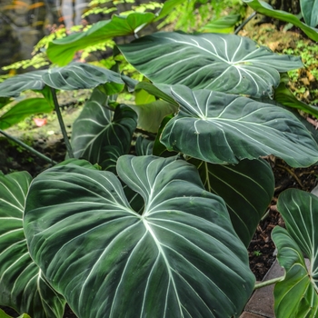 Philodendron gloriosum '' (070985)