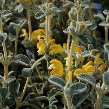 Phlomis lanata