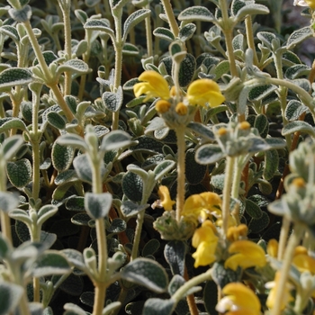 Phlomis lanata '' (070989)