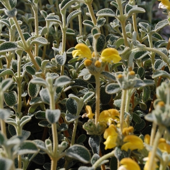 Phlomis lanata '' (070990)