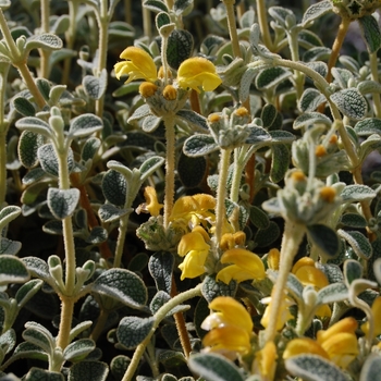 Phlomis lanata '' (070991)