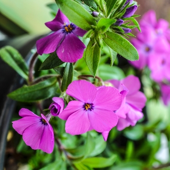 Phlox Paparazzi™ 'Amethyst' (070993)