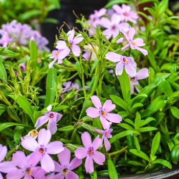 Phlox Paparazzi® 'Angelina' (070999)