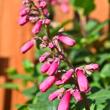 Phygelius 'CandyDrops™ 'Deep Rose'' (071009)