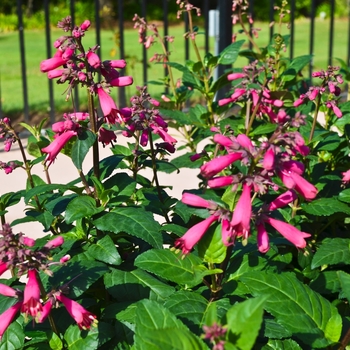 Phygelius 'CandyDrops™ 'Deep Rose'' (071010)