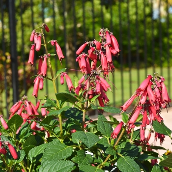 Phygelius 'CandyDrops™ 'Red'' (071014)