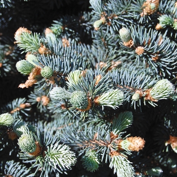 Picea pungens var. glauca '' (071020)