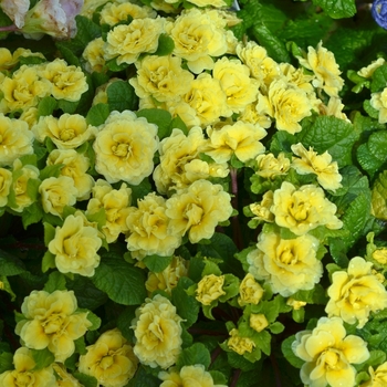 Primula vulgaris Belarina® 'Buttercup' (071034)