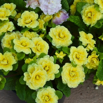 Primula vulgaris Belarina® 'Buttercup' (071035)