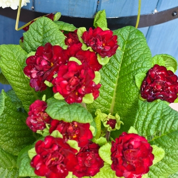 Primula vulgaris Belarina® 'Valentine' (071039)