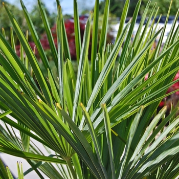 Trachycarpus fortunei '' (071041)