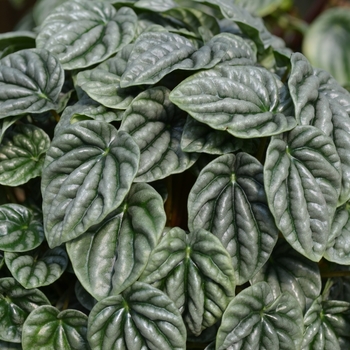 Peperomia caperata '' (071046)