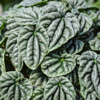 Peperomia caperata '' (071047)