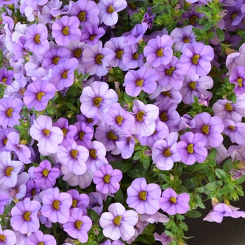 Calibrachoa Aloha '' (071049)