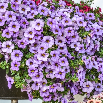 Calibrachoa Aloha '' (071051)