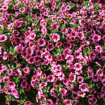 Calibrachoa Aloha 'Volcano Pink' (071066)