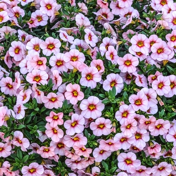 Calibrachoa Aloha 'Tiki Soft Pink' (071079)