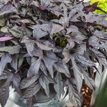 Ipomoea batatas 'Bright Ideas Black' (071085)