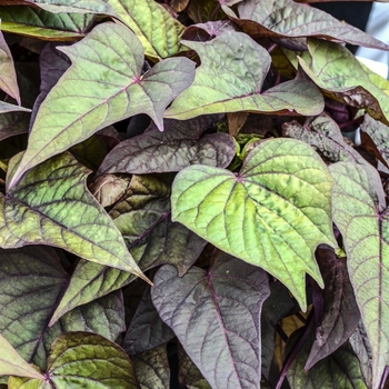 Ipomoea batatas 'Bright Ideas Rusty Red' (071088)