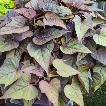 Ipomoea batatas 'Bright Ideas Rusty Red' (071089)