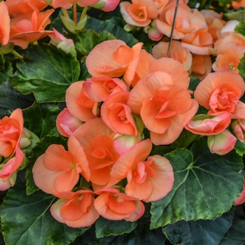 Begonia x hiemalis 'Brigitte' (071091)