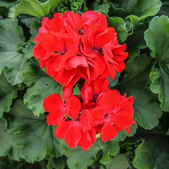 Pelargonium 'Cumbanita Deep Rose' (071093)