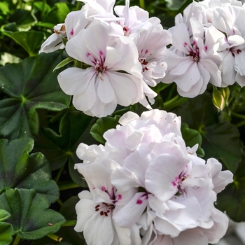 Pelargonium peltatum Great Balls of Fire™ White '' (071168)