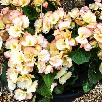 Begonia x hiemalis 'Janny Fringed' (071170)