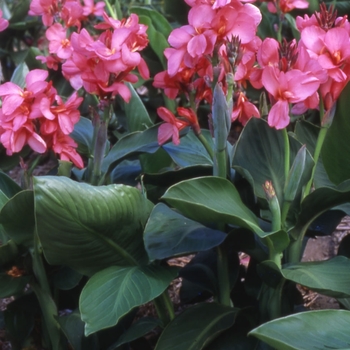 Canna x generalis 'Tropical Rose' (071384)