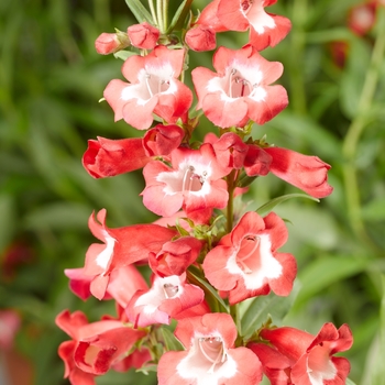 Penstemon hartwegii Arabesque™ '' (071390)