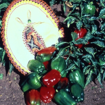 Capsicum annuum 'MexiBell' (071392)