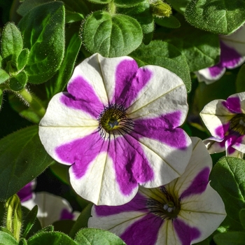 Petunia 'Peppy Lavender' (071395)