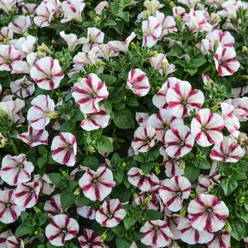 Petunia 'Peppy White' (071398)