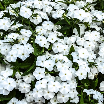 Phlox 'Phloxy Lady White' (071403)