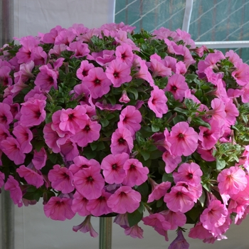 Petunia 'Potunia Plus Pinkalicious' (071405)