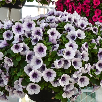 Petunia 'Potunia Piccola Blue Ice' (071412)