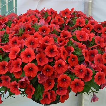 Petunia 'Potunia Piccola Dark Red' (071414)