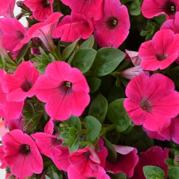 Petunia 'Potunia Piccola Hot Pink' (071417)