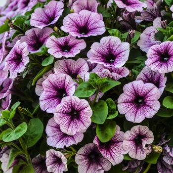 Petunia 'Potunia Piccola Purple Ice' (071418)