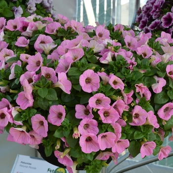 Petunia 'Potunia Piccola Royal Pink' (071421)