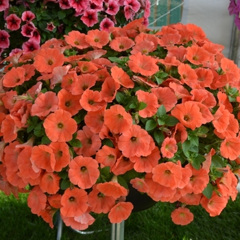 Petunia 'Potunia Plus Papaya' (071425)