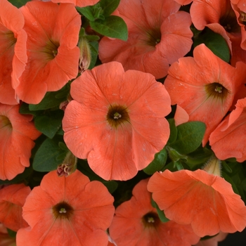 Petunia 'Potunia Plus Papaya' (071427)