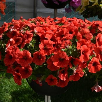 Petunia 'Potunia Plus Red' (071428)