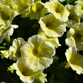 Petunia 'Potunia Plus Yellow' (071433)