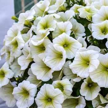 Petunia 'Potunia Popcorn' (071435)