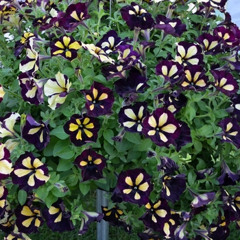 Petunia 'Queen Bee' (071437)