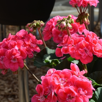 Pelargonium x hortorum 'Savannah Hot Pink Sizzle' (071525)